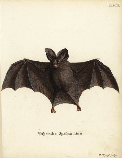 小假吸血蝙蝠，Megaderma spasma。Vespertilio spasma Linn.赫尔曼-雅各布-蒂罗夫（Hermann Jakob Tyroff）根据约翰-克里斯蒂安-丹尼尔-施雷伯（Johann Christian Daniel Schreber）的《自然动物图鉴》（或施雷伯的《神奇动物》）手工绘制的铜版画，德国埃尔兰根。 作者 未知艺术家