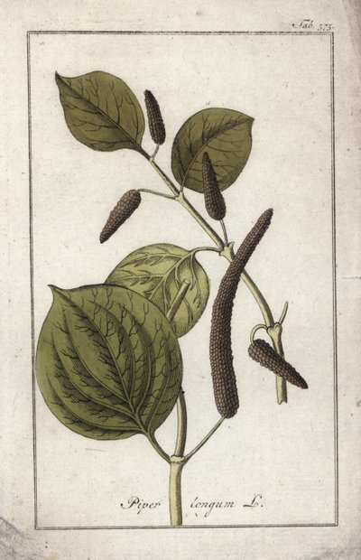 长胡椒盘（Piper longum）。石版画，选自约翰内斯-佐恩（1739-1799 年）的 "Afbeelding der Artseny-Gewassen"，荷兰 作者 未知艺术家