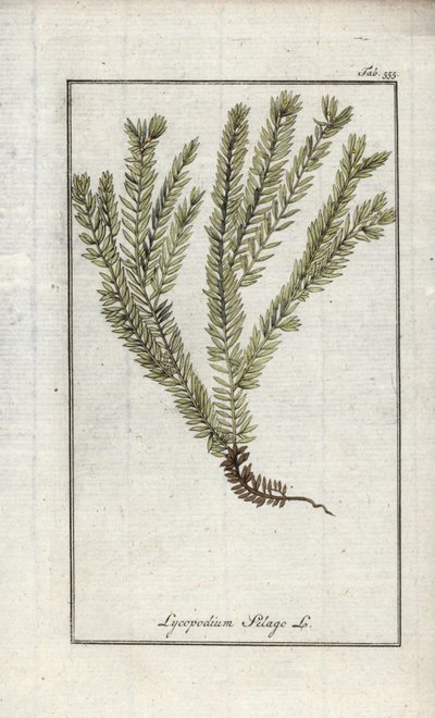 棒状番茄或药用番茄（Lycopodium clavatum）。约翰内斯-佐恩（Johannes Zorn，1739-1799 年）"Afbeelding der Artseny-Gewassen "中的石版画，荷兰 作者 未知艺术家