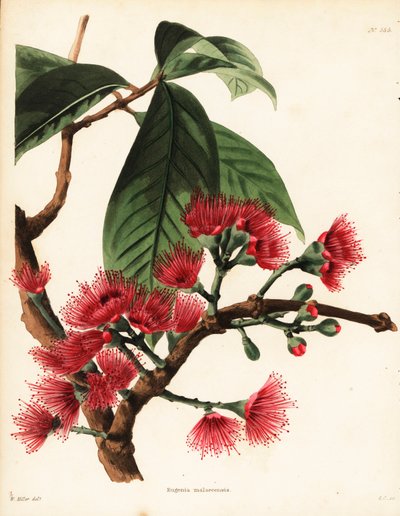 马来玫瑰苹果，Syzygium malaccense (Eugenia malaccensis)。乔治-库克（George Cooke）根据威廉-米勒（William Miller）的插图绘制的手绘铜版画，出自伦敦哈克尼的康拉德-洛迪格斯（Conrad Loddiges）植物柜。 作者 未知艺术家