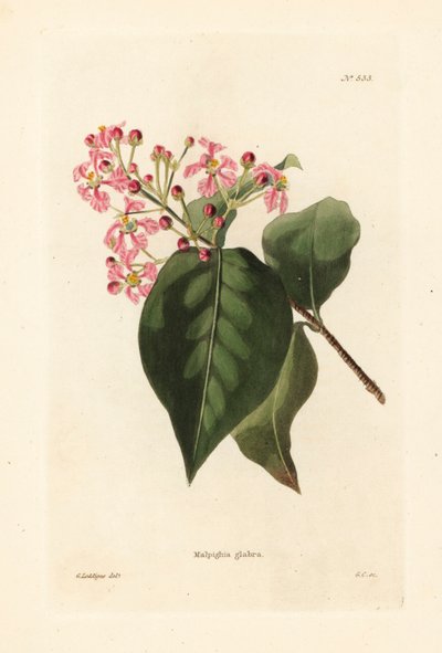 斑叶麦冬乔治-库克（George Cooke）根据乔治-洛迪格斯（George Loddiges）的插图绘制的手绘铜版画，出自伦敦哈克尼的康拉德-洛迪格斯植物橱柜。 作者 未知艺术家