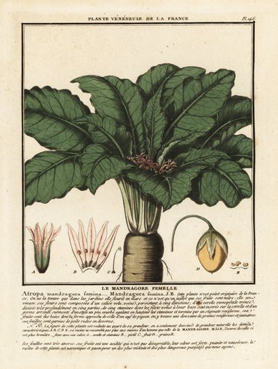 曼德拉草，Mandragora officinarum。 作者 未知艺术家