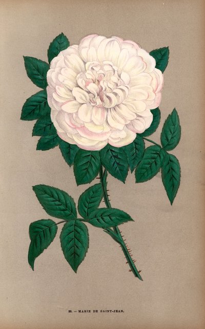 玛丽-德-圣-让玫瑰，波特兰玫瑰（Rosa portlandica）的变种，由达米津先生于 1869 年在里昂培育。F. Grobon 根据 Hippolyte Jamain 和 Eugene Forney 的 "Les Roses"（《玫瑰》）绘制并石版印刷的彩色石版画。 作者 未知艺术家
