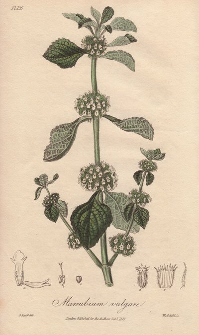 Marrubium vulgare（大叶黄杨）--威廉-克拉克为约翰-史蒂芬森和詹姆斯-莫尔斯-丘吉尔所著《医学植物学，伦敦、爱丁堡和都柏林药用植物描述》配图的浓水，由约翰-丘吉尔在伦敦出版。 作者 未知艺术家