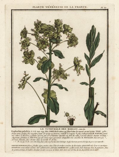 沼泽刺，Euphorbia palustris。 作者 未知艺术家