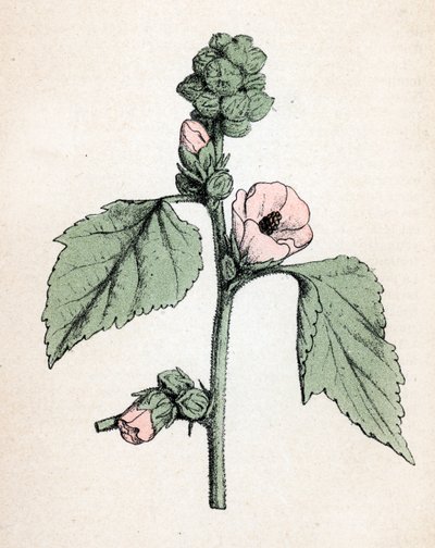 棉花糖（Althaea officinalis）（白锦葵）（棉花糖，沼泽锦葵）植物图版，摘自保罗-哈里奥特的《药用植物彩色图集》。 作者 未知艺术家