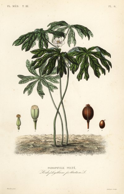 Mayapple 或美国曼德拉草、Podophyllum peltatum、Podophylle pelte 作者 不明