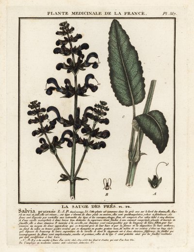 草甸clary，Salvia pratensis。 作者 未知艺术家