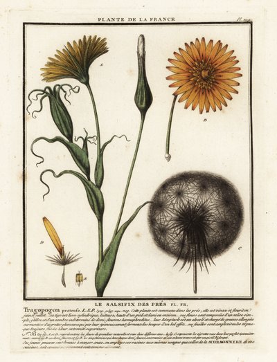 草地莎草，Tragopogon pratensis。 作者 未知艺术家