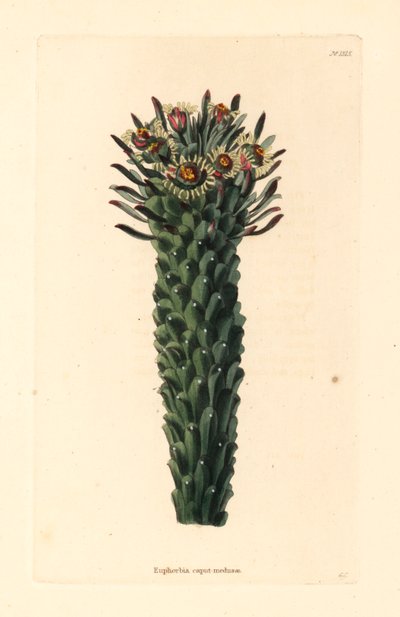 美杜莎的头，Euphorbia caput-medusae。乔治-库克（George Cooke）根据哈克尼康拉德-洛迪格斯（Conrad Loddiges）的植物橱窗绘制的手绘铜版画 作者 未知艺术家