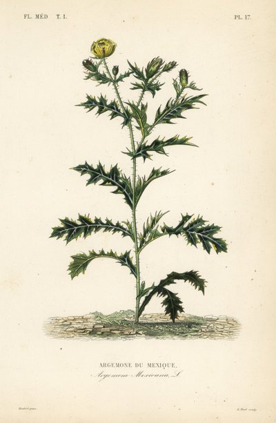 墨西哥罂粟或花蓟, Argemone mexicana, Argemone du Mexique 作者 不明