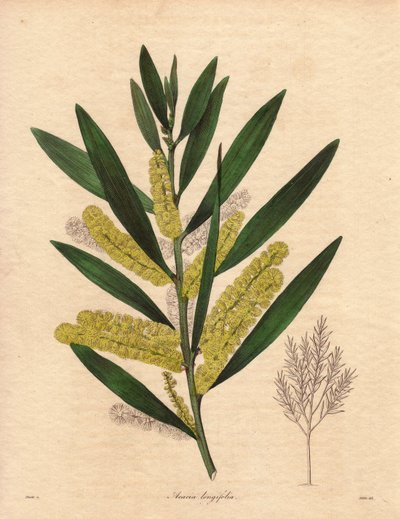含羞草毛虫（Acacia longifolia），灌木，叶片宿存，高达 3 到 6 米，花序为长的柠檬黄色花序，非常芳香。原产于新荷兰（澳大利亚），1792 年引入英国。插图：R 作者 未知艺术家