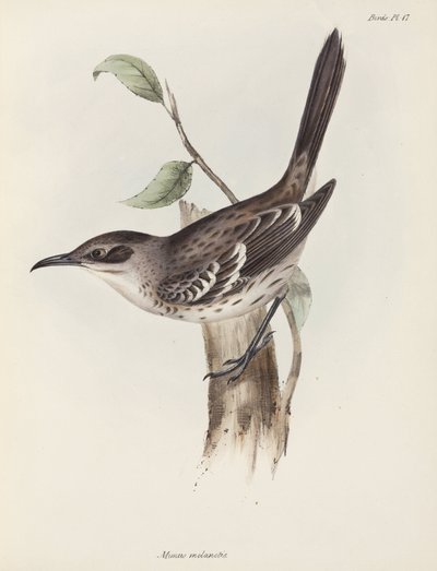 知更鸟，加拉帕戈斯群岛，约 1832-1836 年 作者 未知艺术家