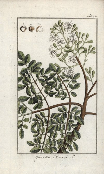辣木（Moringa oleifera）。约翰内斯-佐恩（Johannes Zorn，1739-1799 年）"Afbeelding der Artseny-Gewassen "中的石版画，荷兰 作者 未知艺术家