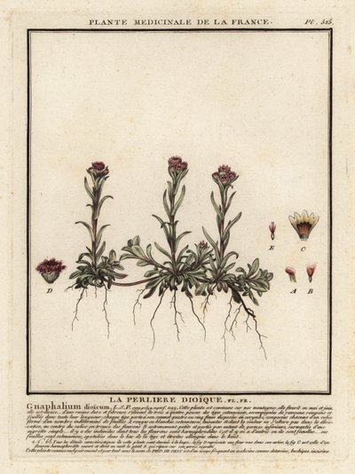 山永生，Antennaria dioica。 作者 未知艺术家