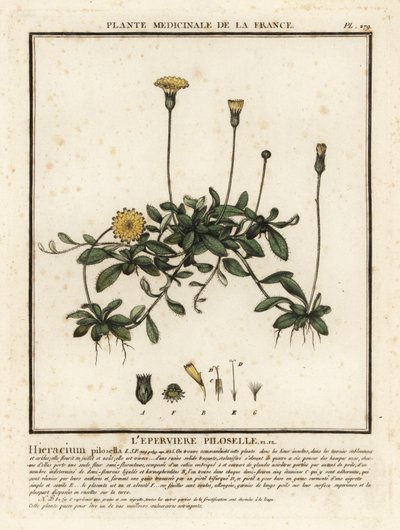 鼠耳鹰草，Pilosella officinarum。 作者 未知艺术家