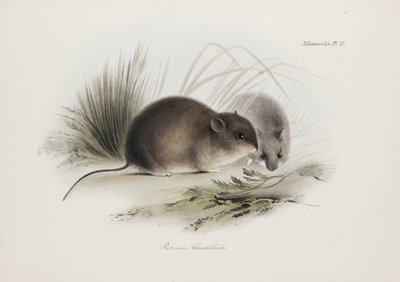 老鼠，南美洲火地岛，约 1832-1836 年 作者 未知艺术家