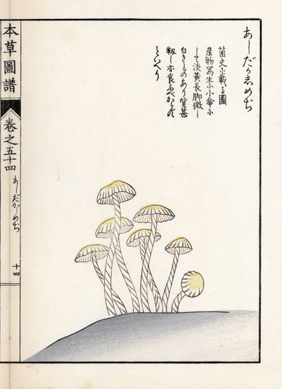 蘑菇：shimeji ashitaka - 日本版画，岩崎 Kanen Iwasaki（1786-1842 年）绘制，选自《Honzo Zufu》，药用植物图鉴 作者 未知艺术家