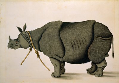 NHD-32 (47) 犀牛，可能来自弗朗西斯-布坎南收藏，约 1800 年，艺术家不详 作者 未知艺术家