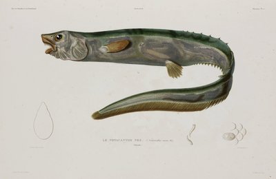 Natacanthus nasus，冰岛，19 世纪初 作者 未知艺术家