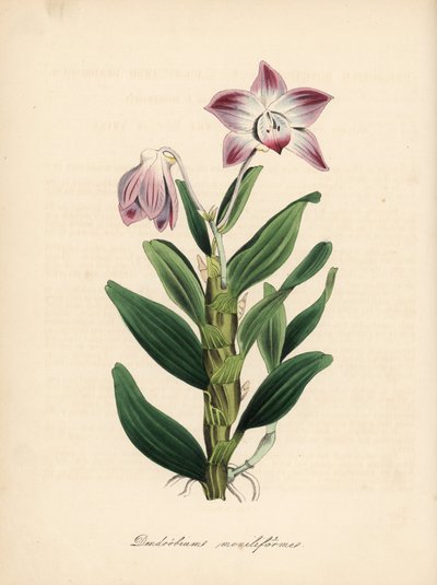 项链茎石斛兰或海芋兰，Dendrobium moniliforme。C. Chabot 的手绘彩色锌版画，由 M. A. Burnett 小姐根据她的 "Plantae Utiliores: or Illustrations of Useful Plants "绘制，Whittaker，伦敦 作者 未知艺术家