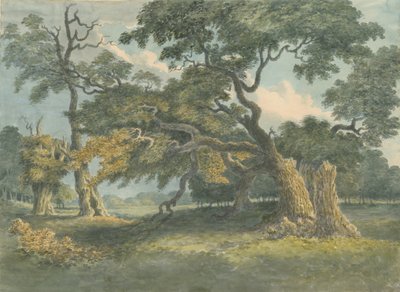 Needwood-Oak Tree：水彩画，nd [？19th cent] 作者 不明