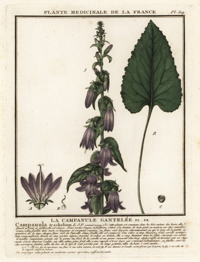 荨麻叶风铃草（Campanula trachelium）。 作者 未知艺术家