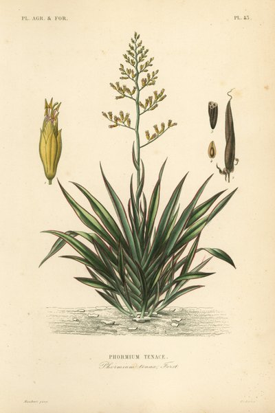 新西兰亚麻或 harakeke、Phormium tenax、Phormium tenax 作者 不明