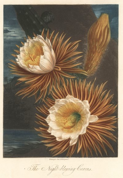 摘自罗伯特-桑顿博士（1768-1837 年）《植物神殿》的火龙果植物夜间开花或皮塔亚强水 作者 未知艺术家