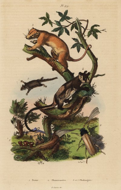 北方常见的cuscus，Phalanger orientalis 3，黄腹滑翔机，Petaurus australis 4，羽尾滑翔机，Acrobates pygmaeus 5，Peziza fungi 1和Psygmatocerus wagleri甲虫 2 作者 不明