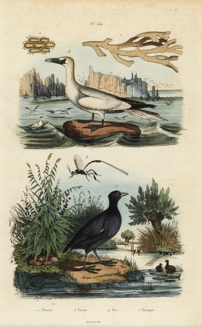 北方鲣鸟，Morus bassanus 4，红嘴鸥，Fulica rufifrons 5，Flustra foliacea海藻1,2，和Gasteruption蜂3 作者 不明