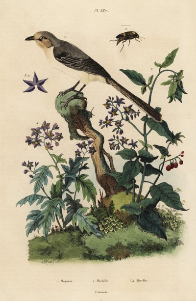 北方知更鸟、Mimus polyglottos orpheus 1、苦甜的茄属植物、Solanum dulcamara 3、Solanum quercifolium 4、Mordella fasciata beetle 2 作者 不明