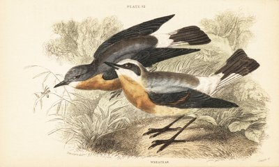 北小麦雀，Oenanthe oenanthe。1889 年（雕刻） 作者 未知艺术家
