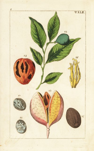 肉豆蔻和肉豆蔻树（Myristica fragrans）。 作者 未知艺术家