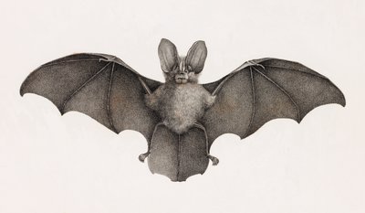 Thebaide 的 Nycetere，埃及的蝙蝠 作者 不明