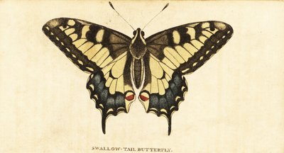 旧世界燕尾，Papilio machaon，1800 年（雕刻） 作者 未知艺术家