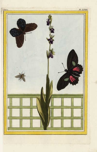 Ophrise 的花朵呈昆虫状。飞兰，Ophrys insectifera。多丽丝长翼花（Heliconius doris）。皮埃尔-约瑟夫-布乔兹（Pierre Joseph Buchoz）的手工彩色蚀刻版画 "最美丽、最奇特的花卉的珍贵文集，这些花卉生长于 作者 未知艺术家