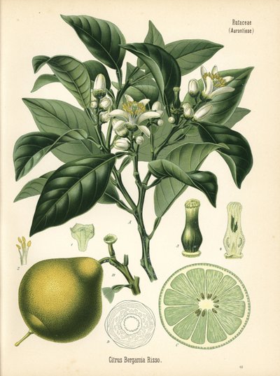 橙佛手柑，柑橘佛手柑。根据 Hermann Adolph Koehler 的《药用植物》中的植物插图绘制的彩色石版画，由 Gustav Pabst 编辑，Koehler，德国 作者 未知艺术家