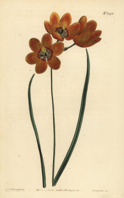 Orange coloured monadelphous ixia, Ixia monadelpha 作者 不明