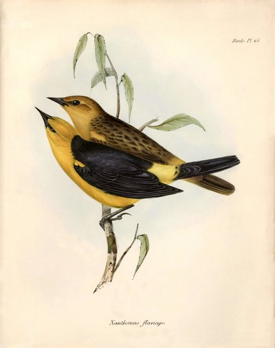 鸟类学查尔斯-达尔文在贝格尔号探险期间观察和描述的 "Certhidea olivacea" Geospize olive。图片选自 "比格尔号航程中的动物学"。飞行。III，约翰-古尔德描述的鸟类，并附有关于其 作者 未知艺术家
