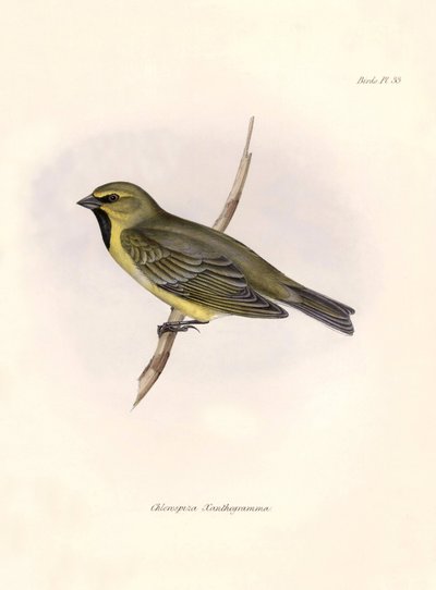 鸟类学"Chlorospiza xanthogramma" 查尔斯-达尔文（1809-1882 年）在贝格尔号探险期间观察到的一种鸟类。图片选自 "比格尔号航程中的动物学。飞行。III，约翰-古尔德所描述的鸟类，并附有一些图片。 作者 未知艺术家
