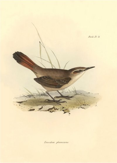 鸟类学查尔斯-达尔文在贝格尔号探险期间描述的 "Eremobius phoenicurus"。图片选自 "比格尔号航程中的动物学"。飞行。III，约翰-古尔德描述的鸟类，查尔斯-达尔文对其习性的介绍 作者 未知艺术家