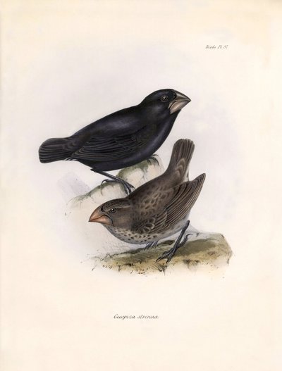 鸟类学"Geospiza strenua or geospize" 查尔斯-达尔文（1809-1882 年）在贝格尔号探险期间观察到的一种鸟类的描述。图片选自 "比格尔号航程中的动物学。飞行。III，约翰-古尔德（John Gould）描述的鸟类。 作者 未知艺术家
