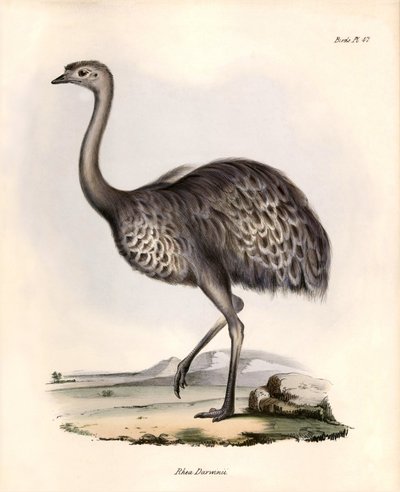 鸟类学查尔斯-达尔文（Charles Darwin）在贝格尔号探险期间观察和描述的 "Rhea Darwinii" Nandou de Darwin。图片选自 "贝格尔号航程中的动物学。飞行。III，约翰-古尔德描述的鸟类，以及它们的生活习性。 作者 未知艺术家
