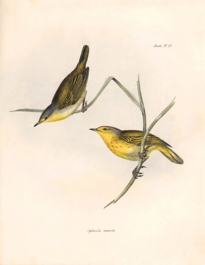鸟类学查尔斯-达尔文（1809-1882 年）观察和描述的 "Sylvicola aureola "雀。图片选自 "比格尔号航程中的动物学"。飞行。III，约翰-古尔德描述的鸟类，查尔斯-达尔文对其习性的介绍 作者 未知艺术家