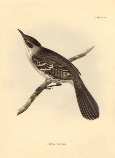鸟类学：查尔斯-达尔文在贝格尔号探索之旅中描述的嘲鸟科 "Mimus parnilus"。摘自 "1832 年至 1836 年菲茨罗伊船长指挥的比格尔号航行动物学 "图版 作者 未知艺术家