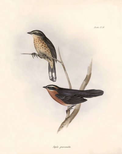 鸟类学琵鹭查尔斯-达尔文（1809-1882 年）在贝格尔号探险期间观察到的一种鸟类。图片选自 "比格尔号航程中的动物学。飞行。III，约翰-古尔德描述的鸟类，并附有关于 作者 未知艺术家