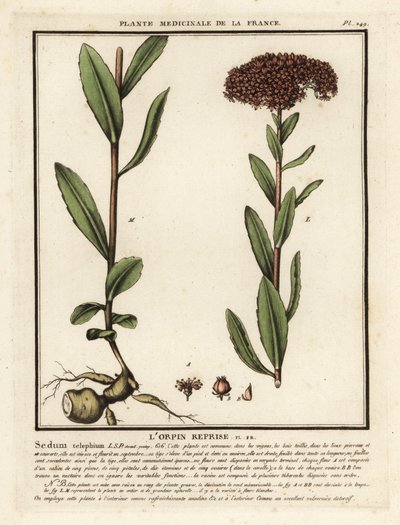 Orpine, the darnel, Sedum telephium. 作者 未知艺术家