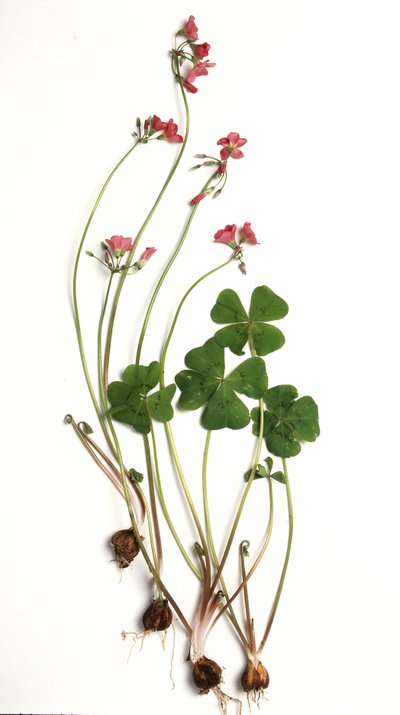 Oxalis tetraphylla/Oxalis deppei/Oxalide of Deppe 作者 不明