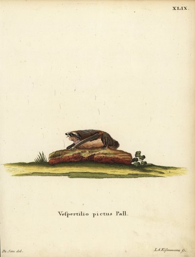 画眉蝠（Kerivoula picta）。Vespertilio pictus Linn.Jakob Andreas Eisenmann 根据 Jacques de Seve 的插图手工绘制的铜版画。 作者 未知艺术家